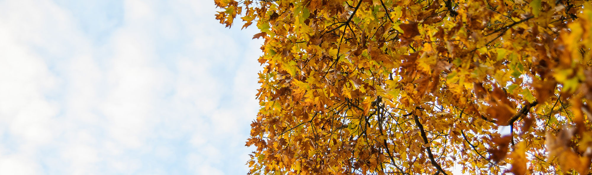 tree leaves and sky